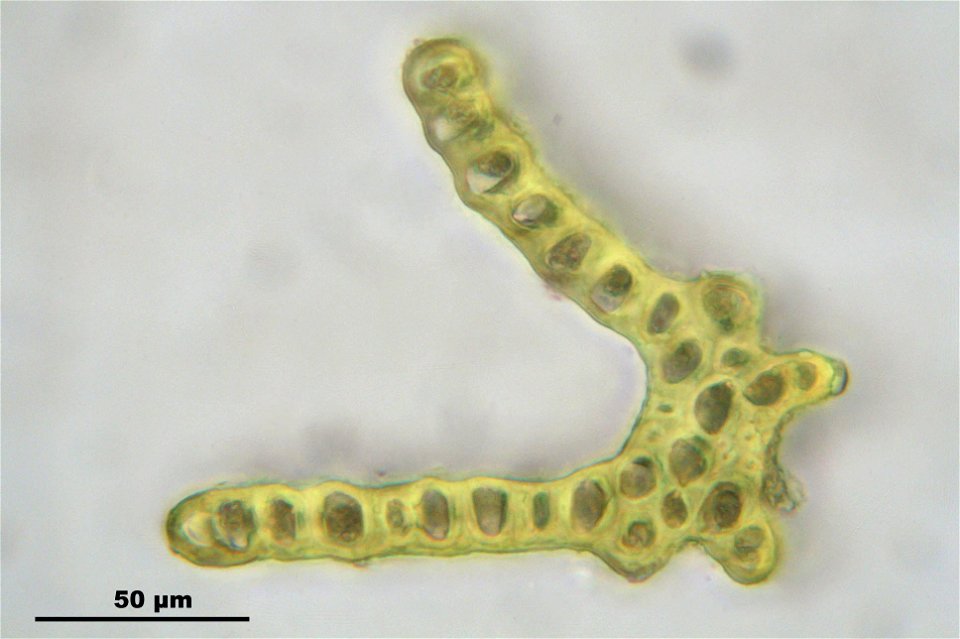 Dicranum scoparium