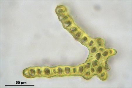 Dicranum scoparium