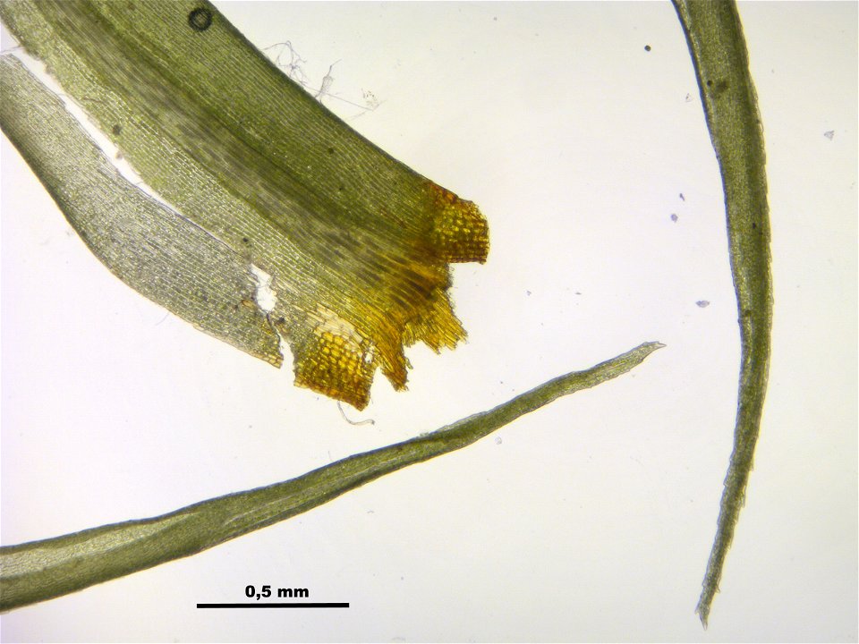 Dicranum scoparium