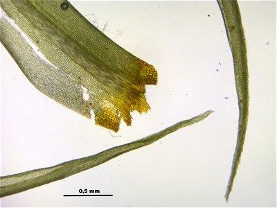 Dicranum scoparium