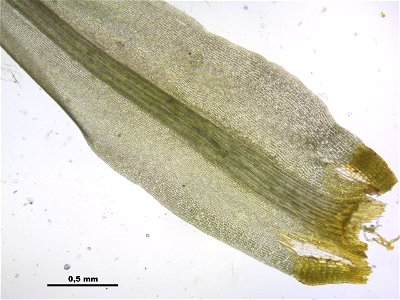 Dicranum scoparium