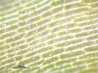 Dicranum scoparium