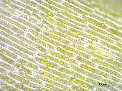 Dicranum scoparium