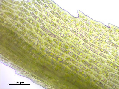 Dicranum scoparium