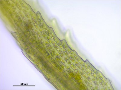 Dicranum scoparium