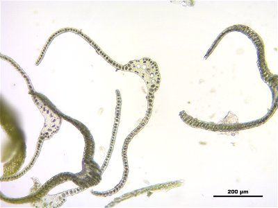 Dicranum scoparium