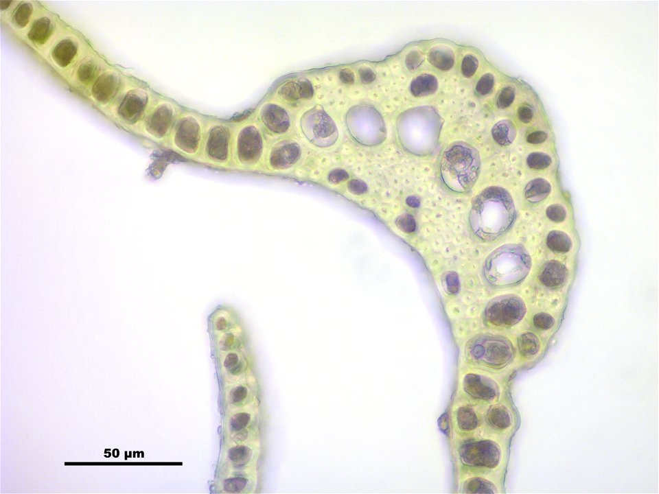Dicranum scoparium