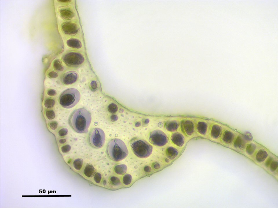 Dicranum scoparium