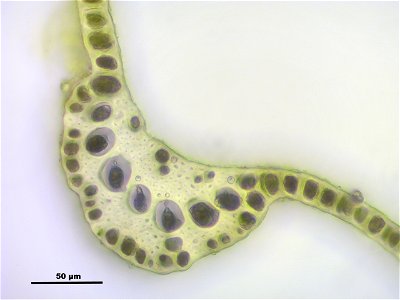 Dicranum scoparium