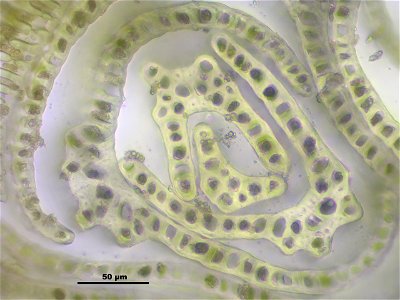 Dicranum scoparium