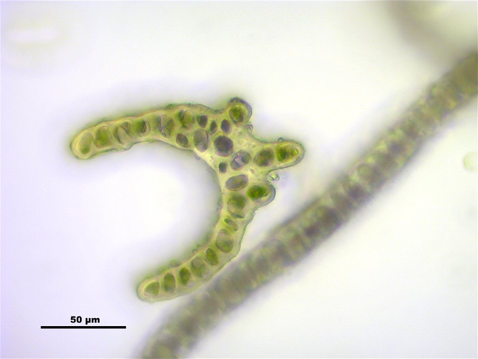 Dicranum scoparium