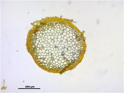 Dicranum scoparium