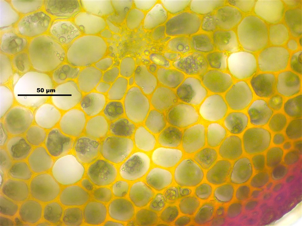 Dicranum scoparium