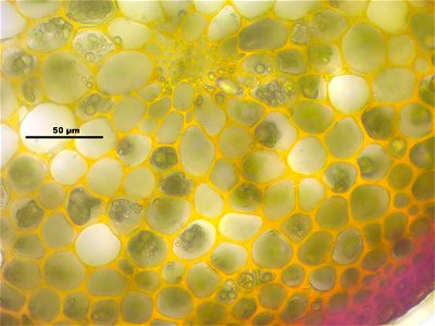 Dicranum scoparium