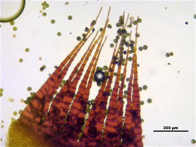 Dicranum scoparium