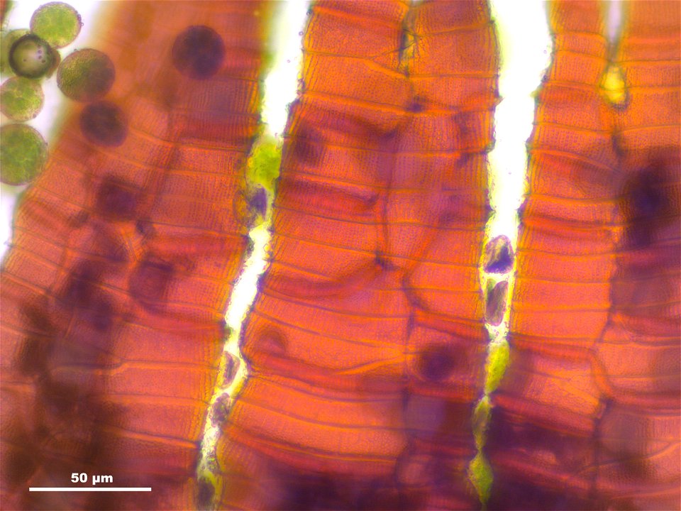 Dicranum scoparium