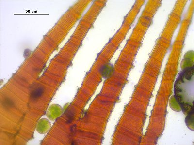 Dicranum scoparium