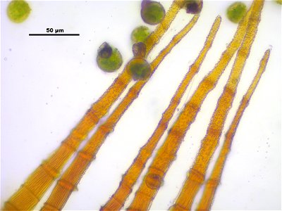 Dicranum scoparium