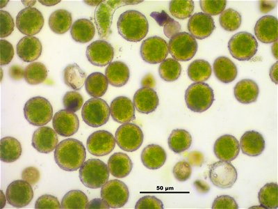 Dicranum scoparium