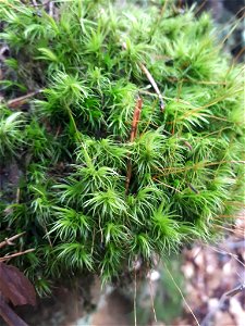 broom moss (Dicranum scoparium)