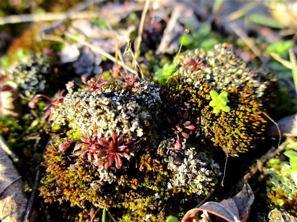 Purpurstieliges Hornzahnmoos (Ceratodon purpureus) auf einer Brachfläche der Halberger Hütte in Brebach