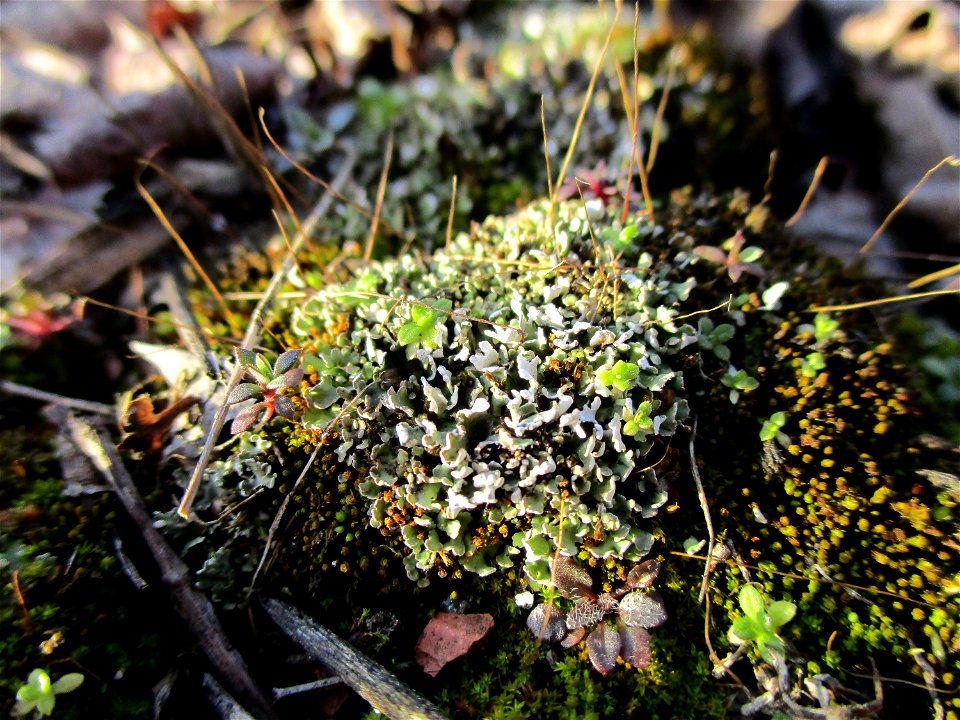 Purpurstieliges Hornzahnmoos (Ceratodon purpureus) auf einer Brachfläche der Halberger Hütte in Brebach