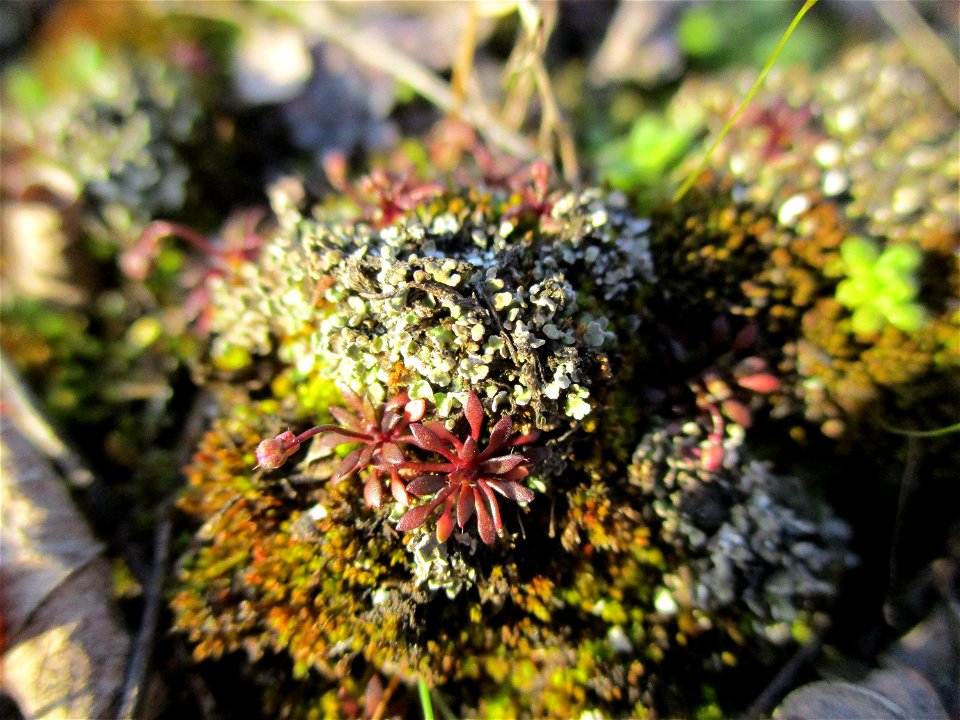 Purpurstieliges Hornzahnmoos (Ceratodon purpureus) auf einer Brachfläche der Halberger Hütte in Brebach
