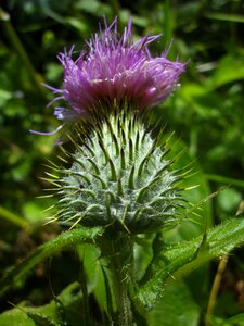 Summer purple prickly