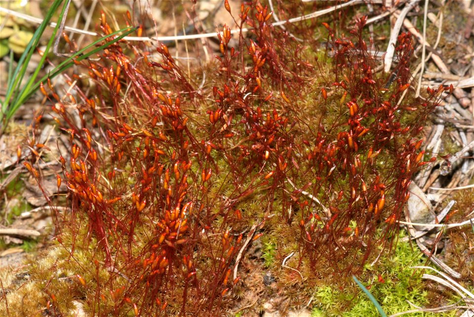 Ceratodon purpureus
