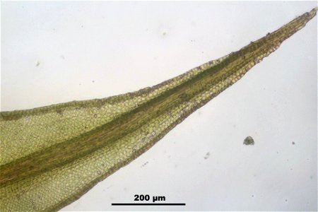 Ceratodon purpureus