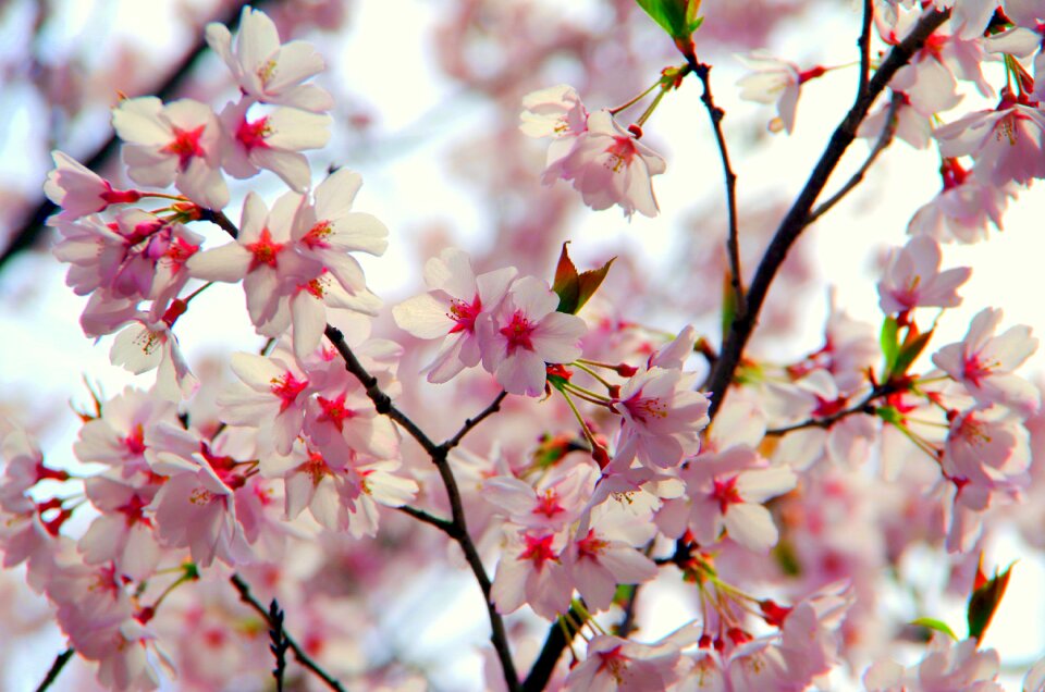 Plant wood cherry blossoms