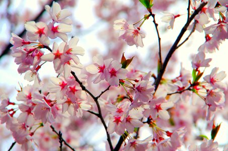 Plant wood cherry blossoms