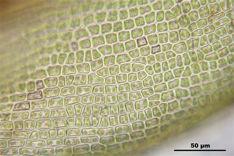 Ceratodon purpureus
