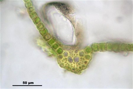 Ceratodon purpureus