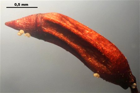 Ceratodon purpureus