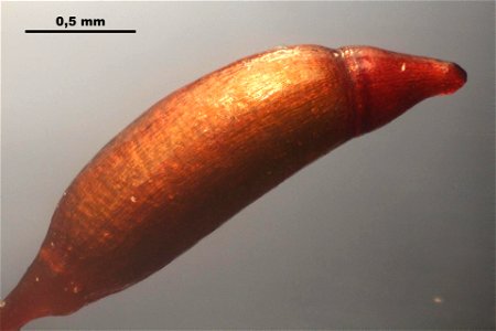 Ceratodon purpureus