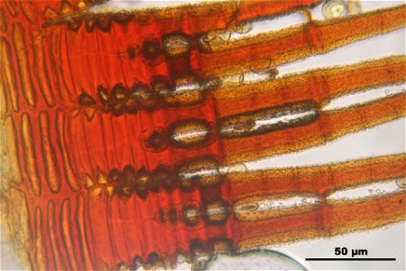 Ceratodon purpureus