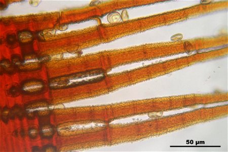 Ceratodon purpureus
