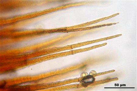 Ceratodon purpureus