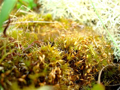 Campylopus introflexus on the dunes of the island of Fanø in the Wadden sea.