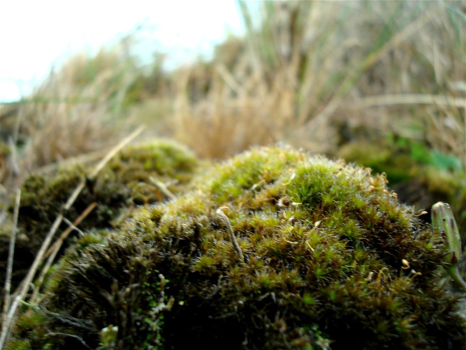 Campylopus introflexus on the Danish island of Fanø, in the Wadden sea