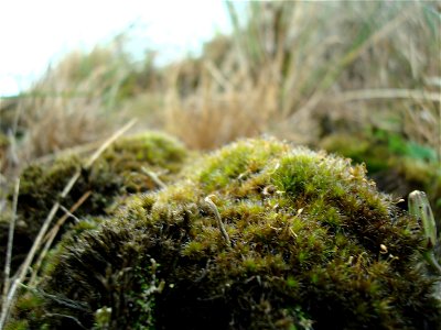 Campylopus introflexus on the Danish island of Fanø, in the Wadden sea