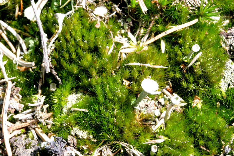 Campylopus introflexus