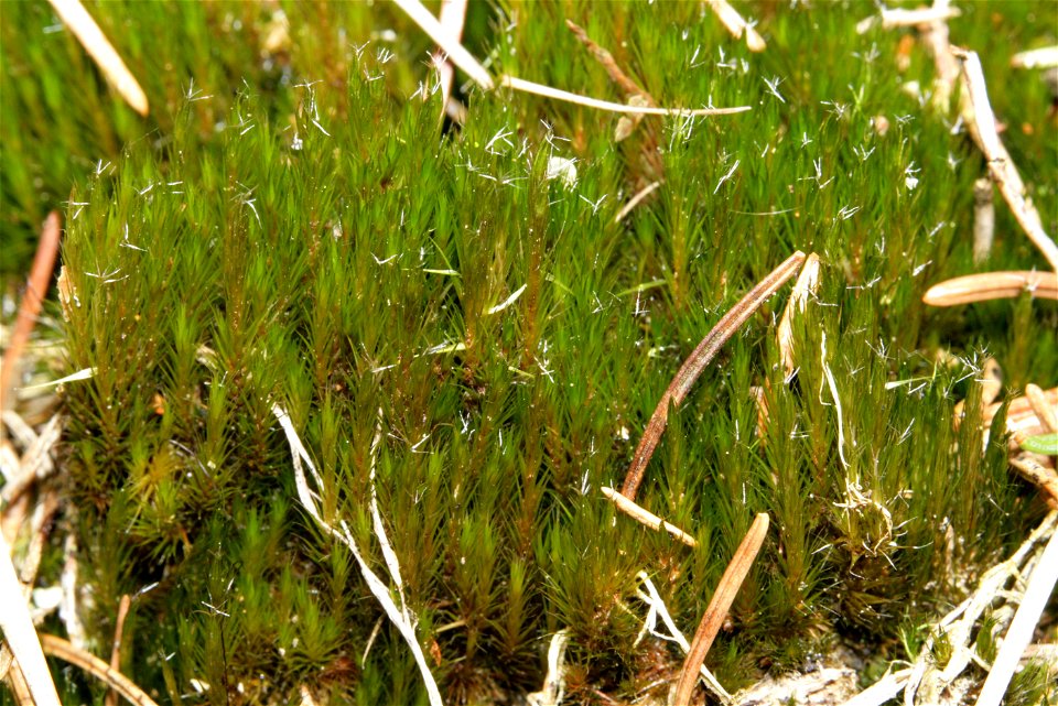 Campylopus introflexus