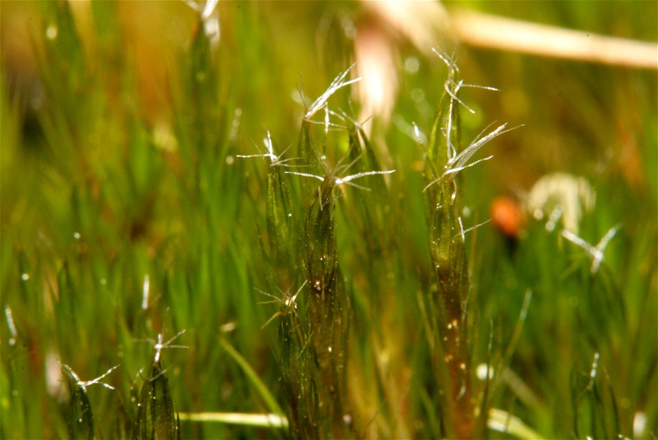 Campylopus introflexus