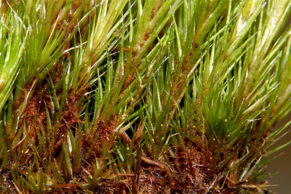 Campylopus introflexus