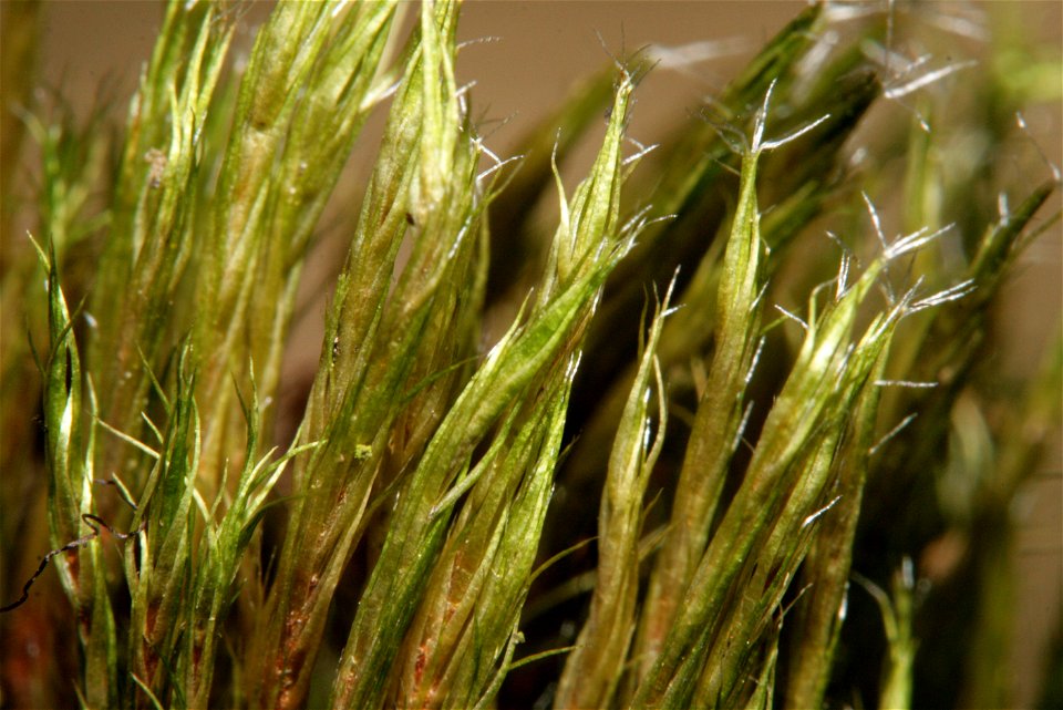 Campylopus introflexus