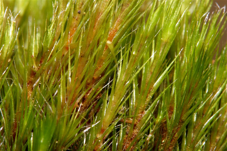 Campylopus introflexus