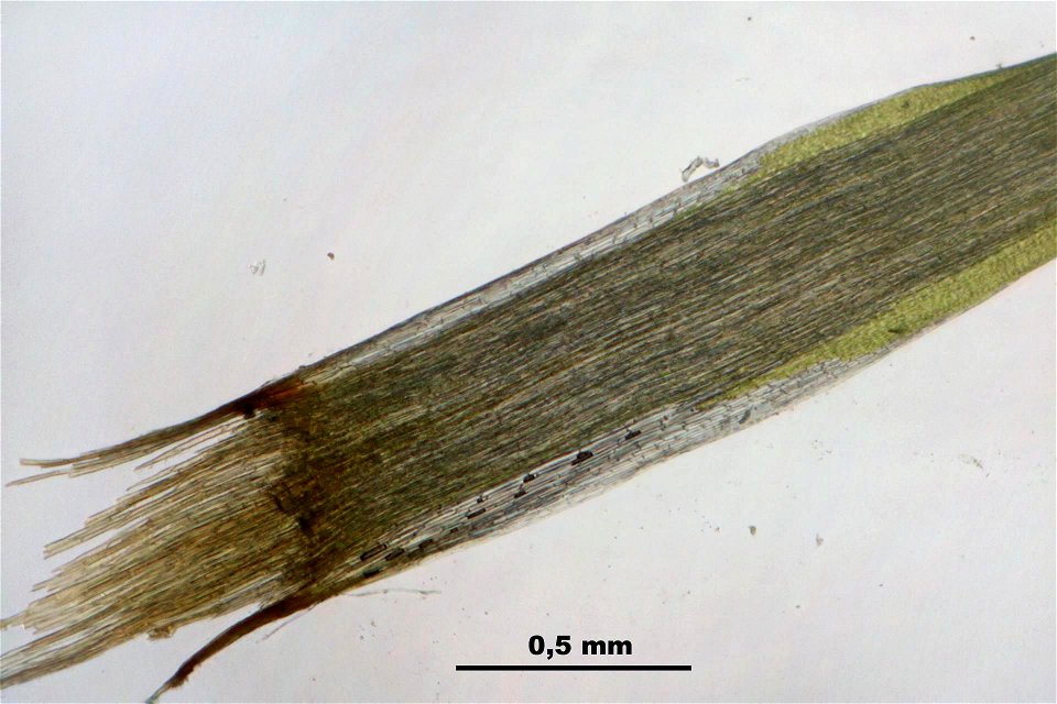 Campylopus introflexus