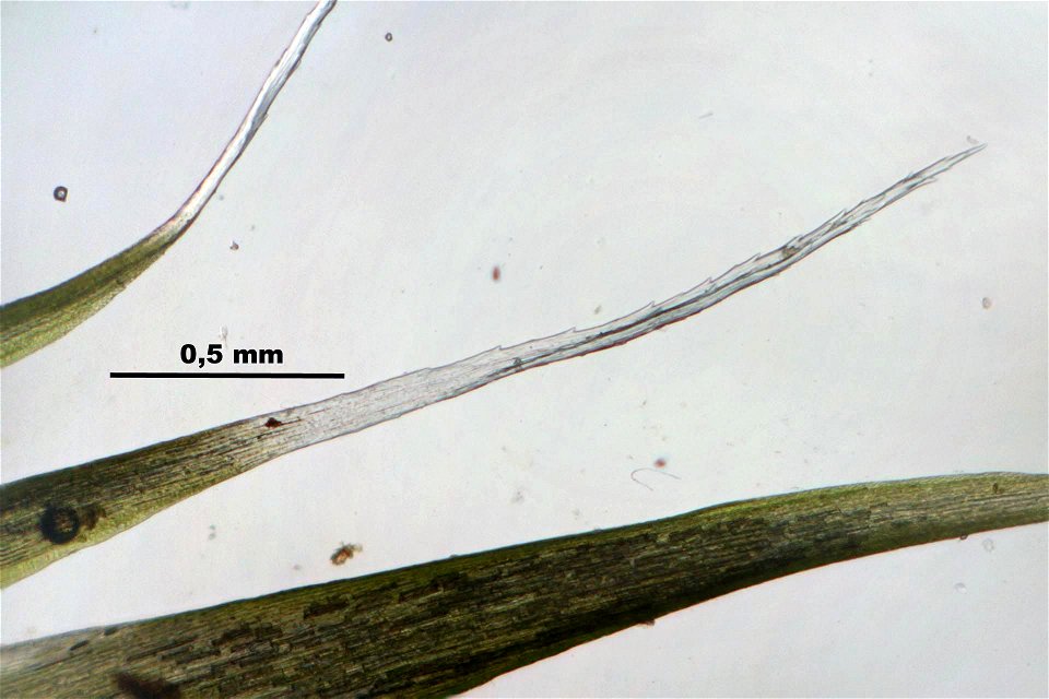 Campylopus introflexus